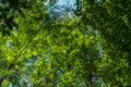 View from below on green foliage in the summer forest of Russia Royalty Free Stock Photo