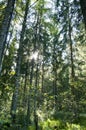 View from below on Green forest. Royalty Free Stock Photo