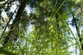 View from below on Green forest. Royalty Free Stock Photo