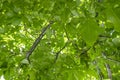 Lush vibrand green walnut tree full of branches with many leaves Royalty Free Stock Photo