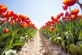 View from below of orange tulips rows in sunshine Royalty Free Stock Photo