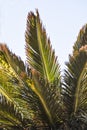 View from below on a palm tree list, against the sky, Lanzarote Royalty Free Stock Photo