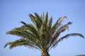 View from below on a palm tree list, against the sky, Lanzarote Royalty Free Stock Photo