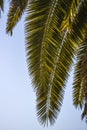 View from below on a palm tree list, against the sky, Lanzarote Royalty Free Stock Photo