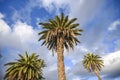 View from below on palm trees, against the sky, Lanzarote Canary Royalty Free Stock Photo