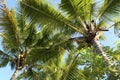 View from below on palm trees and blue sky. Background Royalty Free Stock Photo