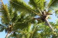 View from below on palm trees and blue sky. Background