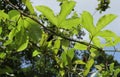 A Growing together Passion fruit vine and a Sapsasa vine with an leaf eating caterpillar