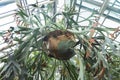 Platycerium bifurcatum or staghorn fern