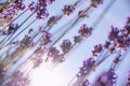 View from below of purple lavender flowers Royalty Free Stock Photo