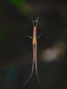 View from below spider with intricate silk threads, poised on its gossamer web against