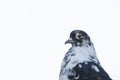 Spotted pigeon on isolate white background. View from below in summer in nature