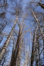 View from below on tall birch and poplar trees in spring sunny day. Bare trees against blue sky