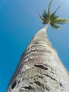 A view from below of a tall palm tree Royalty Free Stock Photo