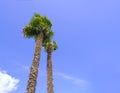 This is a view from below of tall palm trees rising against a background of blue sky and clouds Royalty Free Stock Photo