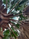 a view from below at the top of a palm tree Royalty Free Stock Photo