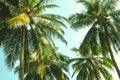 View from below on a tops of coconut green palm against the blue sky background Royalty Free Stock Photo