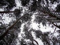 View from below on the tops of winter pines covered with snow Royalty Free Stock Photo