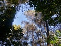 View from below the tree in the forest tahura Royalty Free Stock Photo