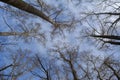 View from below on treetops of leafless poplar trees on the background of spring sky
