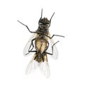 View from below of two House flies copulating, Muscidae