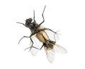 View from below of two House flies copulating, Muscidae Royalty Free Stock Photo