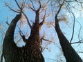 View from below on willow tree. Trunks and leafless branches against the blue sky Royalty Free Stock Photo