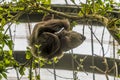 A view beneath a Hoffmann two toed sloth hanging from a tree in Monteverde, Costa Rica