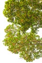 View beneath a rubber tree. Royalty Free Stock Photo