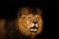 Lion on a black background Royalty Free Stock Photo