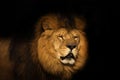 Lion on a black background