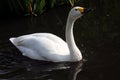 A view of a Bewick Swan