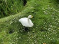 A view of a Bewick Swan