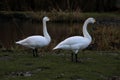 A view of a Bewick Swan