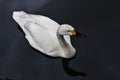 A view of a Bewick Swan