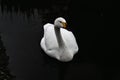 A view of a Bewick Swan