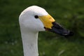 A view of a Bewick Swan
