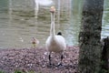 A view of a Bewick Swan Royalty Free Stock Photo