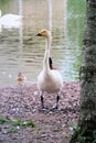 A view of a Bewick Swan