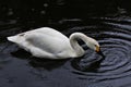 A view of a Bewick Swan