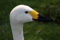 A view of a Bewick Swan