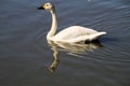 A view of a Bewick Swan