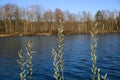 View beyond catkins on idyllic german lake with bare trees in spring on sunny day - BrÃÂ¼ggen, Venekotensee, Germany Royalty Free Stock Photo