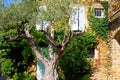 View beyond crown of olive tree on facade of typical French mediterranean stone house covered with ivy with white window shutters Royalty Free Stock Photo