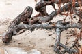 View beyond dead dry tree branch on sand dune with pine tree Dried branches on the beach Royalty Free Stock Photo