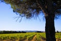 View beyond pine tree pinus pinea on vines of French vineyard against blue sky - Provence, France Royalty Free Stock Photo