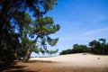 View beyond scotch conifer tree on sand dunes with green forest background - Loonse und Drunense Duinen, Netherlands