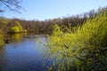 View beyond yellow willow tree on lake in spring time, Germany, Viersen, Hariksee Royalty Free Stock Photo