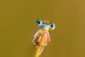 View into big blue eyes damselfly close-up Royalty Free Stock Photo