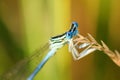 View into big blue eyes damselfly at sunset Royalty Free Stock Photo